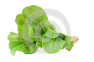 Home plant Chinese Cabbage-PAI TSAI or Brassica chinensis Jusl var parachinensis Bailey on bamboo tray isolated  over white photo