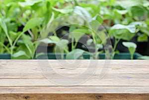 Home plant Chinese Cabbage-PAI TSAI or Brassica chinensis Jusl var parachinensis Bailey in garden with top wood plank,health photo