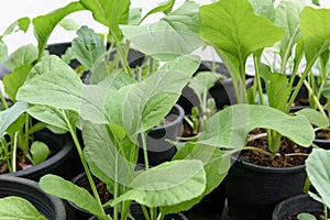 Home plant Chinese Cabbage-PAI TSAI or Brassica chinensis Jusl var parachinensis Bailey on pot over white background,health food photo