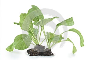 Home plant Chinese Cabbage-PAI TSAI or Brassica chinensis Jusl var parachinensis Bailey with root isolated  over white photo