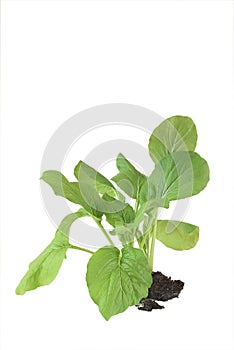Home plant Chinese Cabbage-PAI TSAI or Brassica chinensis Jusl var parachinensis Bailey with root isolated  over white photo