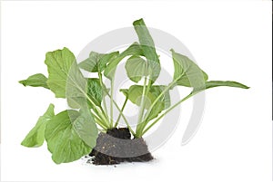 Home plant Chinese Cabbage-PAI TSAI or Brassica chinensis Jusl var parachinensis Bailey with root isolated  over white photo