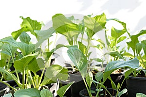 Home plant Chinese Cabbage-PAI TSAI or Brassica chinensis Jusl var parachinensis Bailey on pot over white background,health food photo