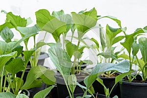 Home plant young Chinese Cabbage-PAI TSAI or Brassica chinensis Jusl var parachinensis Bailey on pot over white background, photo