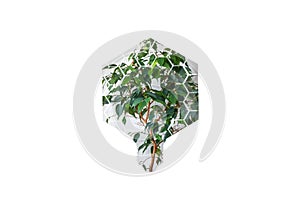 Home plant ficus in lamp bulb isolated on the white background. New idea concept