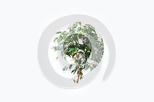 Home plant ficus in lamp bulb isolated on the white background. New idea concept
