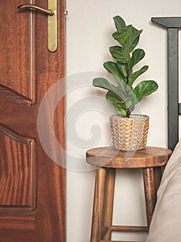 Home plant Ficus lyrata in straw flowerpot on wood stool next to the bed photo