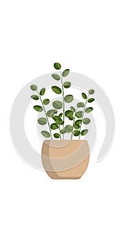 Home plant in flower pot isolated on white background in flat style. Vector stock illustration