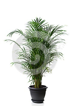 Home plant in flowerpot