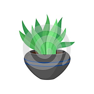 Home plant in flowerpot on white background.