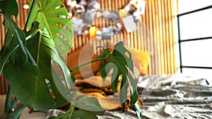 Home plant in focus. Blurred background - wooden wall with lights and photos