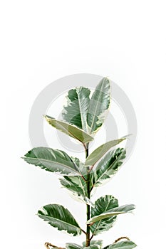 Home plant green leaf ficus benjamina, elastica on a white background