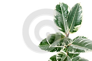 Home plant green leaf ficus benjamina, elastica on a white background