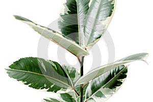 Home plant green leaf ficus benjamina, elastica on a white background