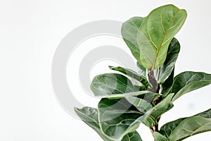 Home plant green leaf ficus benjamina, elastica on a white background