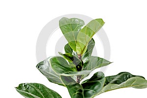 Home plant green leaf ficus benjamina, elastica on a white background