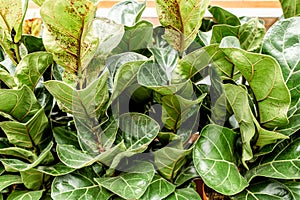 Home plant green leaf ficus benjamina, elastica on a white background