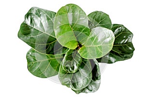 Home plant green leaf ficus benjamina, elastica on a white background