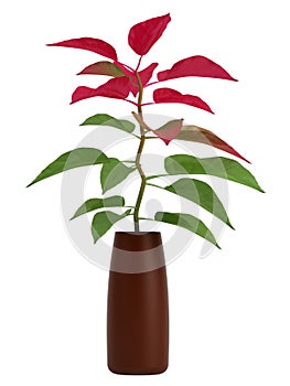 Home plant with green and red leaves