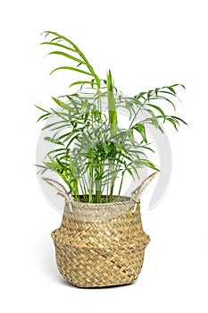 Home plant Hamedorea in a wicker planter isolated on white background