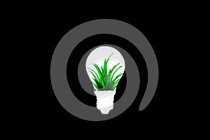 Home plant in lamp bulb isolated on black background. New idea concept