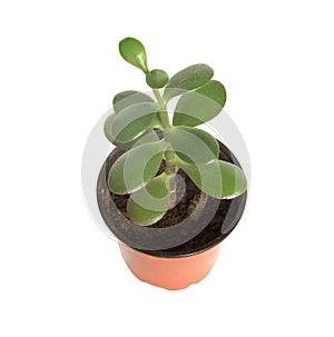 Home plant in pot isolated on white background view from top