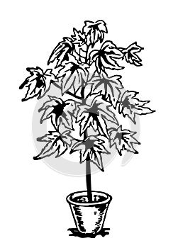 Home plant in a pot sketch. Tall flower. Interior detail. Schefflera plant. Isolated vector illustration