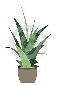 Home plant. Potted plant isolated. Decorative green houseplant in pot. Plant in pot. Vector illustration