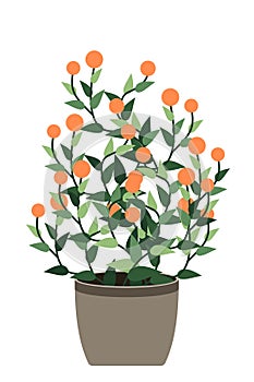 Home plant. Potted plant isolated. Decorative green houseplant in pot. Plant in pot. Vector illustration