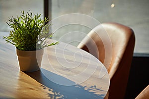 home plant on the table in the contoured sunlight. Pogonatherum paniceum