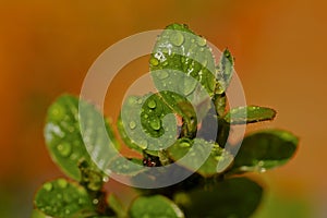 Home plant under the drops of dew