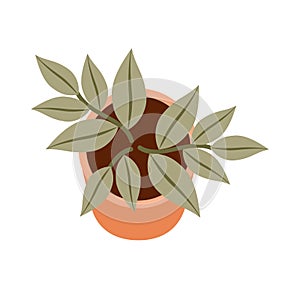 Home plant on a white background. Top view