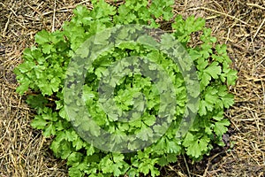 Home Planted Bio Parsley on Garden Photo