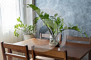 Home plants care concept. Zamioculcas Zamiifolia or ZZ Plant in white flower pot stands on a wooden stand for flowers in the