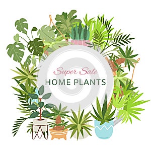 Home plants in circle wreath sale poster vector illustration. Houseplants, indoor and office plants in pot. Dracaena photo