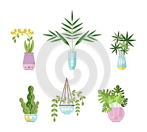 Home plants in flower pots set. Potted houseplants in trendy hygge style decor cartoon vector illustration