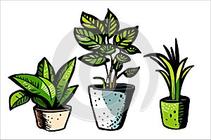 Home plants in flowerpot. Houseplants isolated. Trendy hugge style, urban jungle decor. Hand drawn. Set collection.