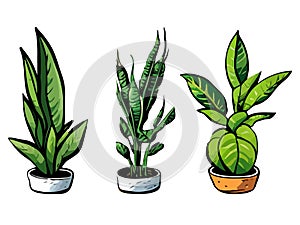 Home plants in flowerpot. Houseplants isolated. Trendy hugge style, urban jungle decor. Hand drawn. Set collection.