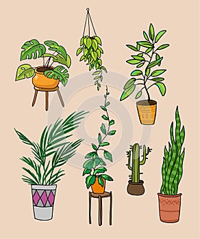 Home plants illustration. Vector cartoon style.