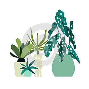 Home plants isolated on a white background