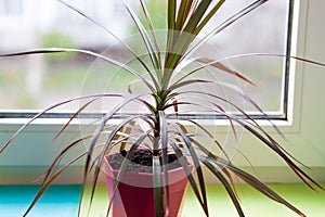 Home potted flower on the window of dracaena. beautiful plant