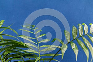 Home potted palm tree branches against blue background