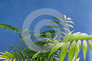 Home potted palm tree branches against blue background