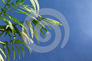 Home potted palm tree branches against blue background