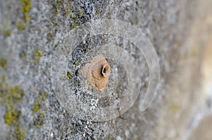 Home of potter wasp on concrete