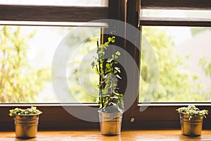 Home pottery plant in green and warm happy colors on windowsill with window in background