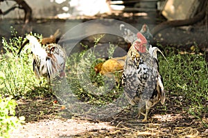 Home poultry farm in Italy. Domestic hens and cockerels walk around the aviary.