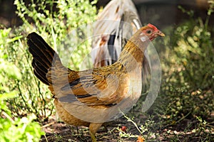 Home poultry farm in Italy. Domestic hens and cockerels walk around the aviary.