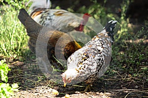 Home poultry farm in Italy. Domestic hens and cockerels walk around the aviary.