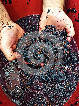 Home processing of grapes, must, berries, juice and seeds. Winemaker`s hands.. Natural wine. photo